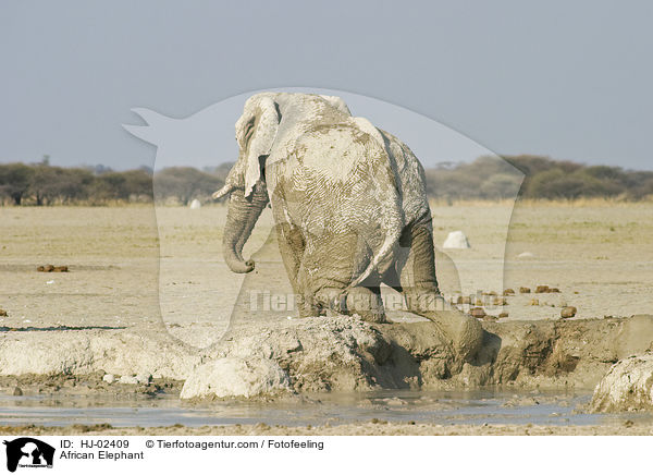 Afrikanischer Elefant / African Elephant / HJ-02409