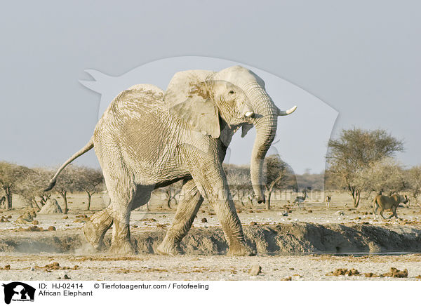 Afrikanischer Elefant / African Elephant / HJ-02414