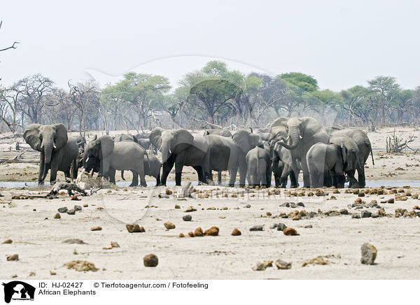 Afrikanische Elefanten / African Elephants / HJ-02427