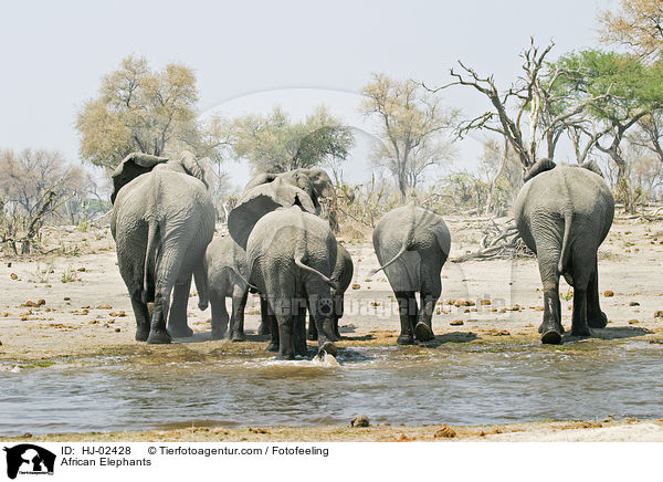 Afrikanische Elefanten / African Elephants / HJ-02428