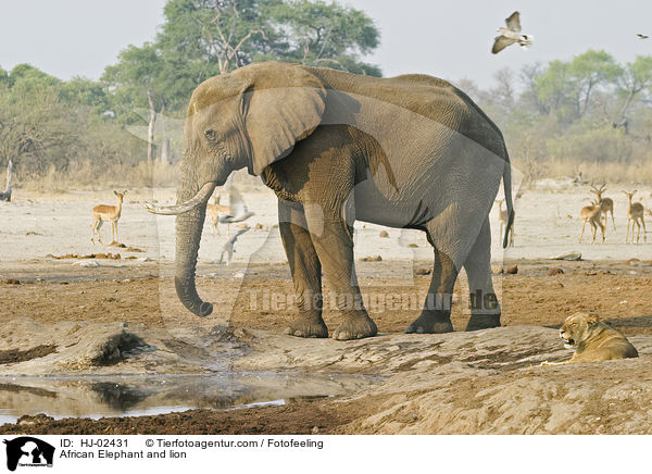 Afrikanischer Elefant und Lwe / African Elephant and lion / HJ-02431