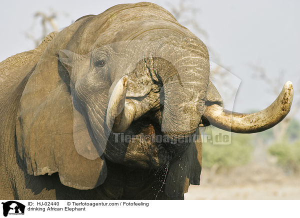 trinkender Afrikanischer Elefant / drinking African Elephant / HJ-02440