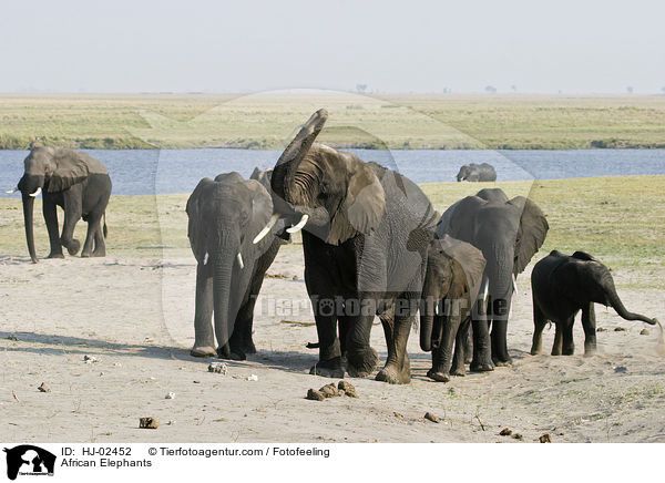 Afrikanische Elefanten / African Elephants / HJ-02452