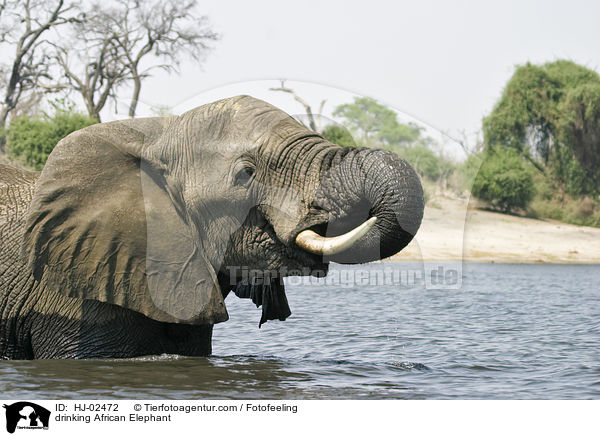 trinkender Afrikanischer Elefant / drinking African Elephant / HJ-02472