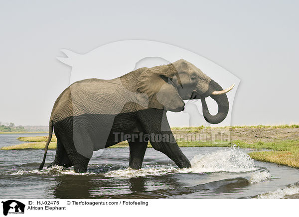 Afrikanischer Elefant / African Elephant / HJ-02475