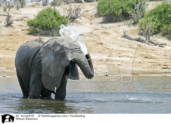 Afrikanischer Elefant / African Elephant / HJ-02478