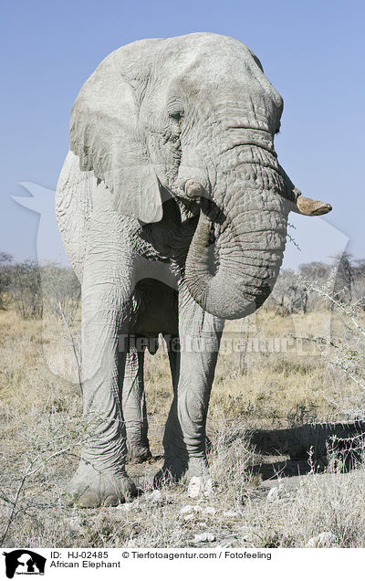 Afrikanischer Elefant / African Elephant / HJ-02485