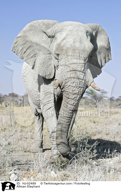 Afrikanischer Elefant / African Elephant / HJ-02489