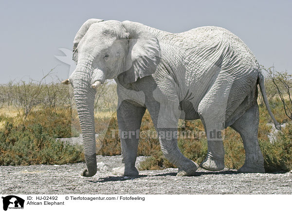 Afrikanischer Elefant / African Elephant / HJ-02492