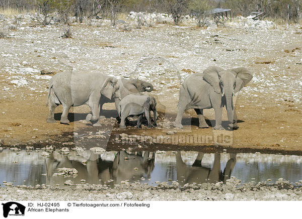 Afrikanische Elefanten / African Elephants / HJ-02495