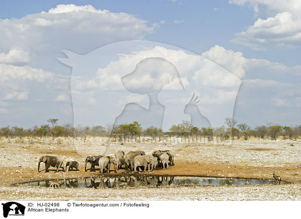 Afrikanische Elefanten / African Elephants / HJ-02498