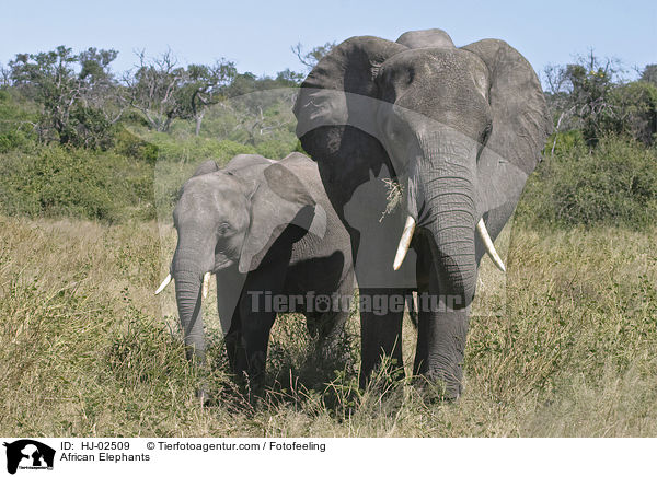 Afrikanische Elefanten / African Elephants / HJ-02509
