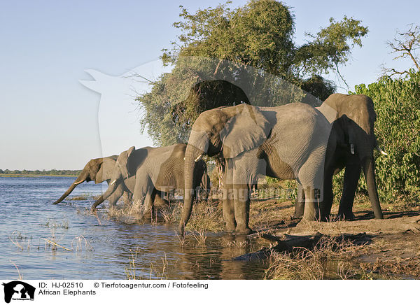 Afrikanische Elefanten / African Elephants / HJ-02510