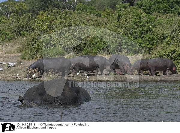 African Elephant and hippos / HJ-02518