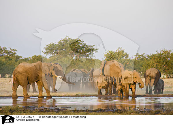 Afrikanische Elefanten / African Elephants / HJ-02527