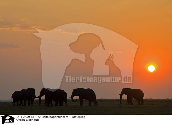 Afrikanische Elefanten / African Elephants / HJ-02573