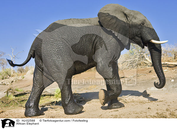 Afrikanischer Elefant / African Elephant / HJ-02588