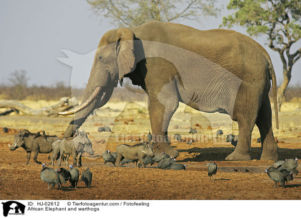 Afrikanischer Elefant und Warzenschweine / African Elephant and warthogs / HJ-02612