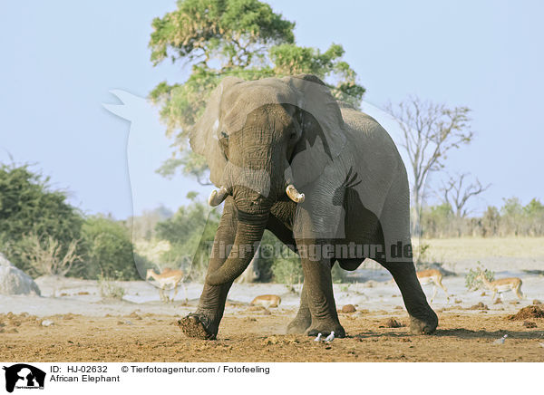 Afrikanischer Elefant / African Elephant / HJ-02632