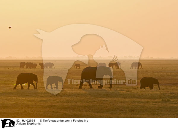 Afrikanische Elefanten / African Elephants / HJ-02634
