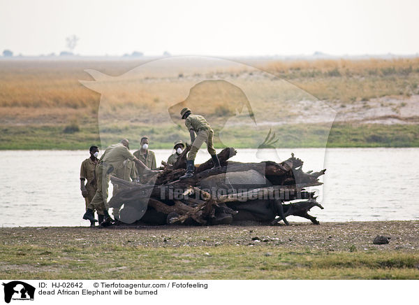 toter Afrikanischer Elefant wird verbrannt / dead African Elephant will be burned / HJ-02642