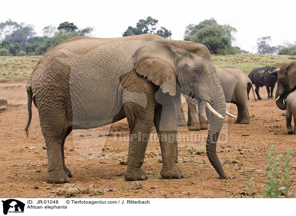 African elephants / JR-01048