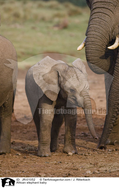 African elephant baby / JR-01052