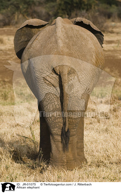 Afrikanischer Elefant / African elephant / JR-01075