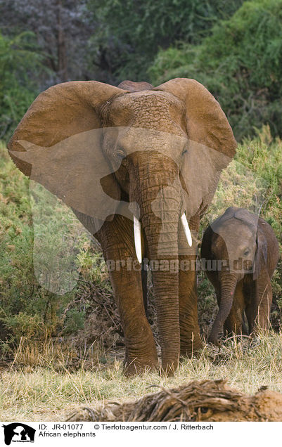 Afrikanische Elefanten / African elephants / JR-01077