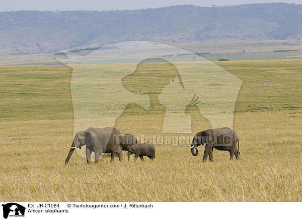 Afrikanische Elefanten / African elephants / JR-01084