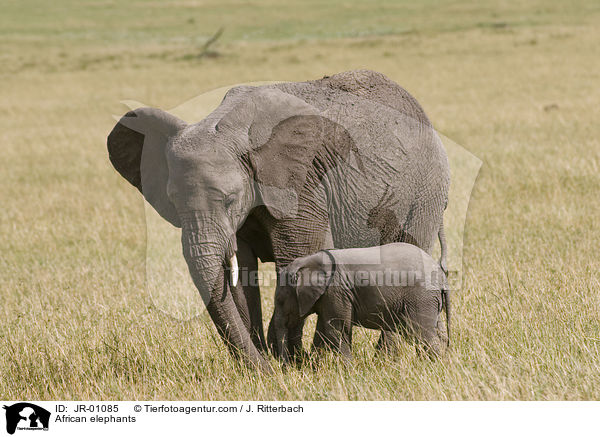 Afrikanische Elefanten / African elephants / JR-01085