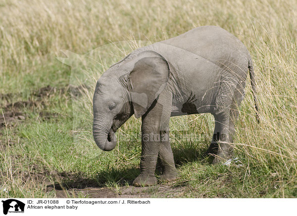 Elefantenbaby / African elephant baby / JR-01088