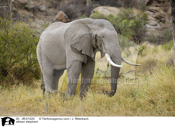 Afrikanischer Elefant / african elephant / JR-01520