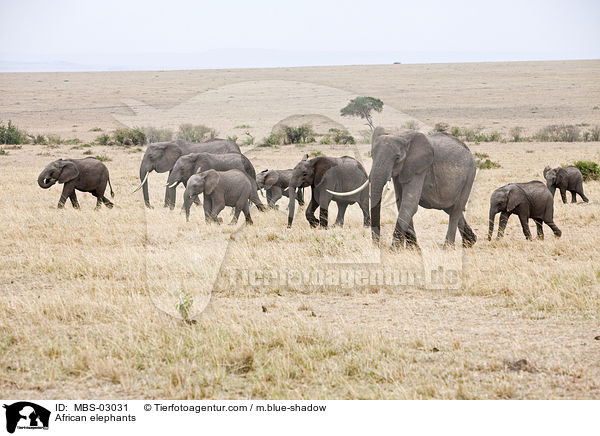 Afrikanische Elefanten / African elephants / MBS-03031