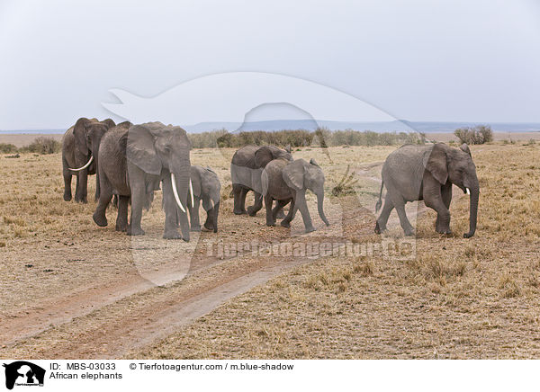 Afrikanische Elefanten / African elephants / MBS-03033