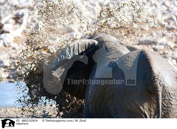 Afrikanischer Elefant / elephant / MAZ-02824