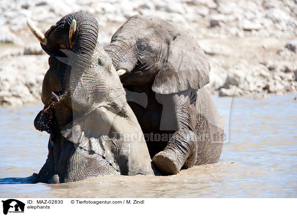 Afrikanische Elefanten / elephants / MAZ-02830