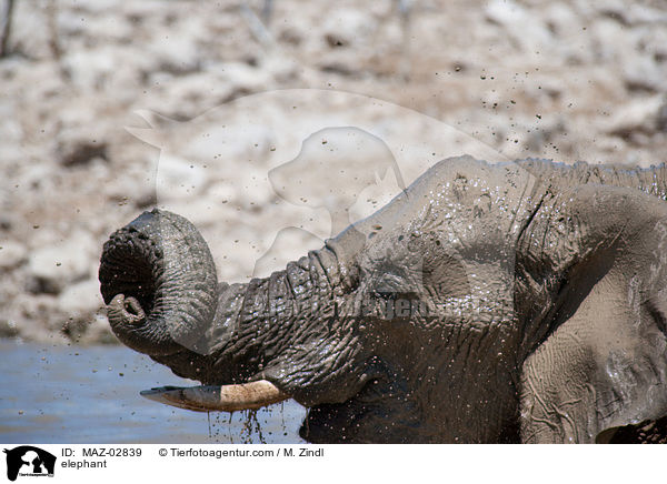 Afrikanischer Elefant / elephant / MAZ-02839