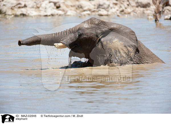 Afrikanischer Elefant / elephant / MAZ-02846