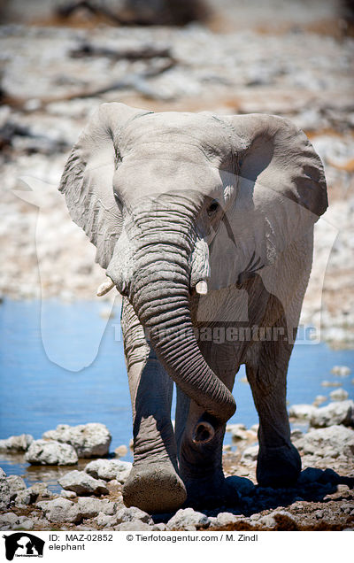 Afrikanischer Elefant / elephant / MAZ-02852