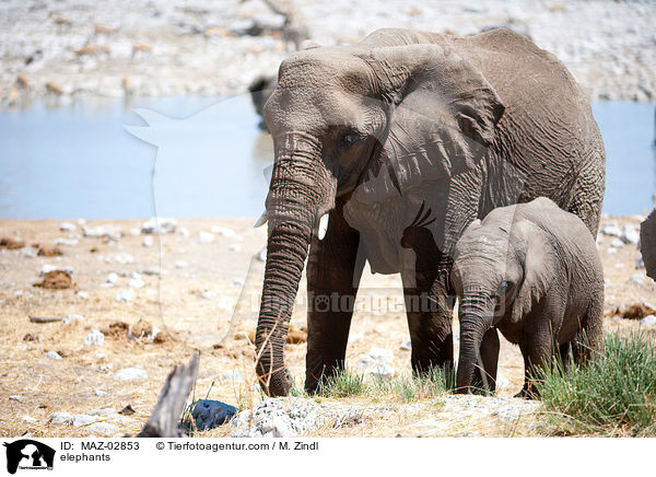Afrikanische Elefanten / elephants / MAZ-02853