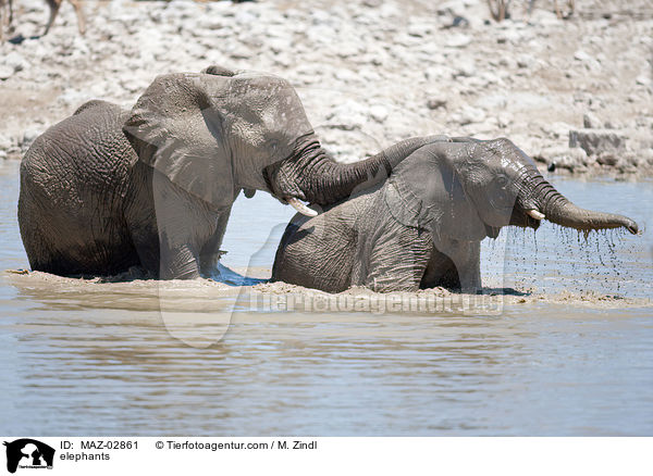 Afrikanische Elefanten / elephants / MAZ-02861