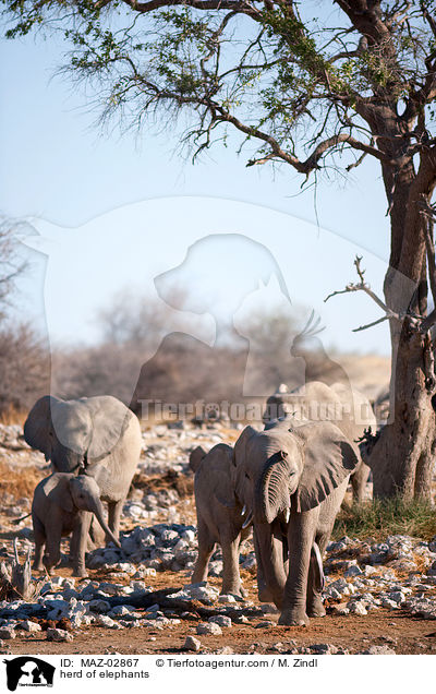 herd of elephants / MAZ-02867