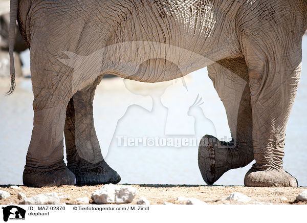 Afrikanischer Elefant / elephant / MAZ-02870