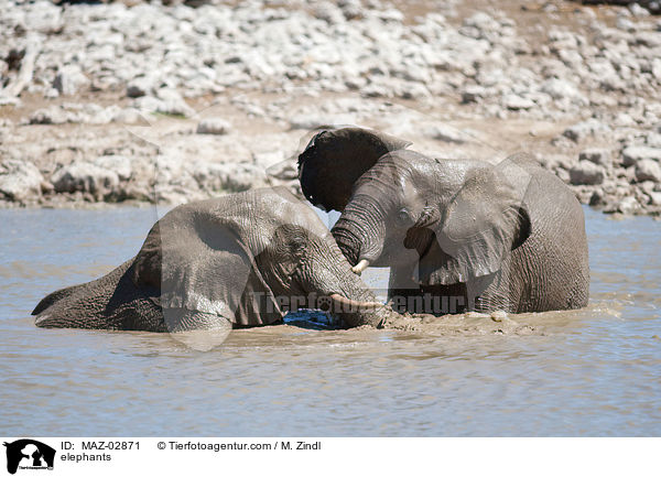 Afrikanische Elefanten / elephants / MAZ-02871