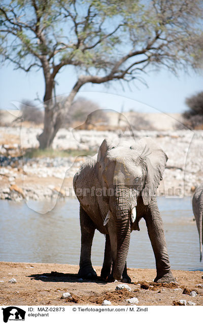 Afrikanischer Elefant / elephant / MAZ-02873