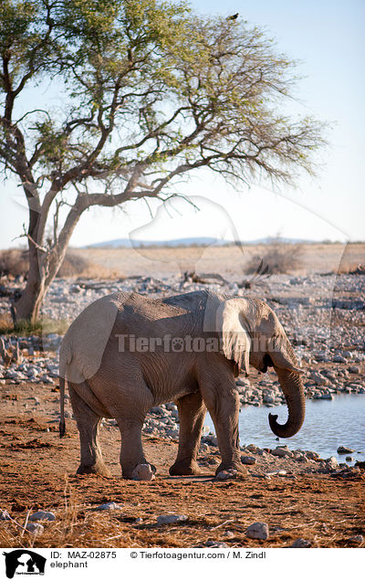 Afrikanischer Elefant / elephant / MAZ-02875