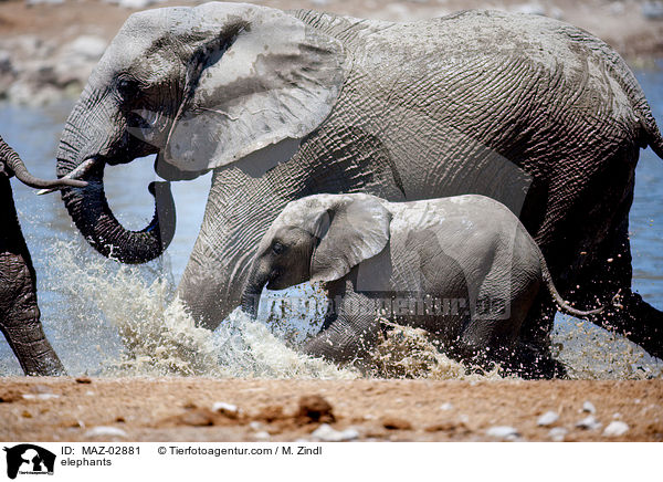 Afrikanische Elefanten / elephants / MAZ-02881