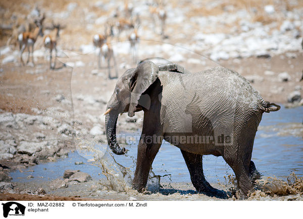 Afrikanischer Elefant / elephant / MAZ-02882