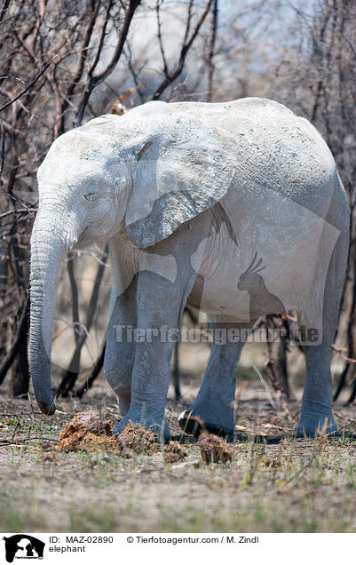 Afrikanischer Elefant / elephant / MAZ-02890